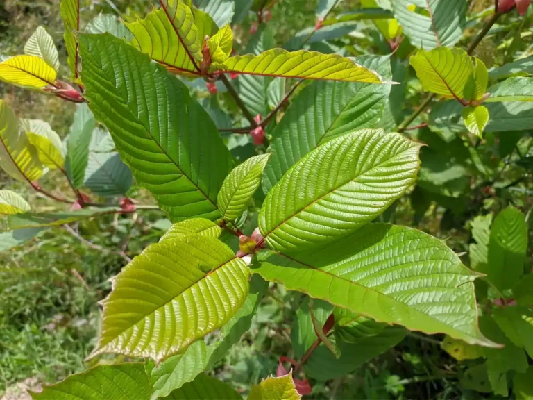 Close-up-of-a-kratom-plant-Mitragyna-speciosa-with-large-green-leaves-and-red-stems-growing-outdoors-in-sunlight