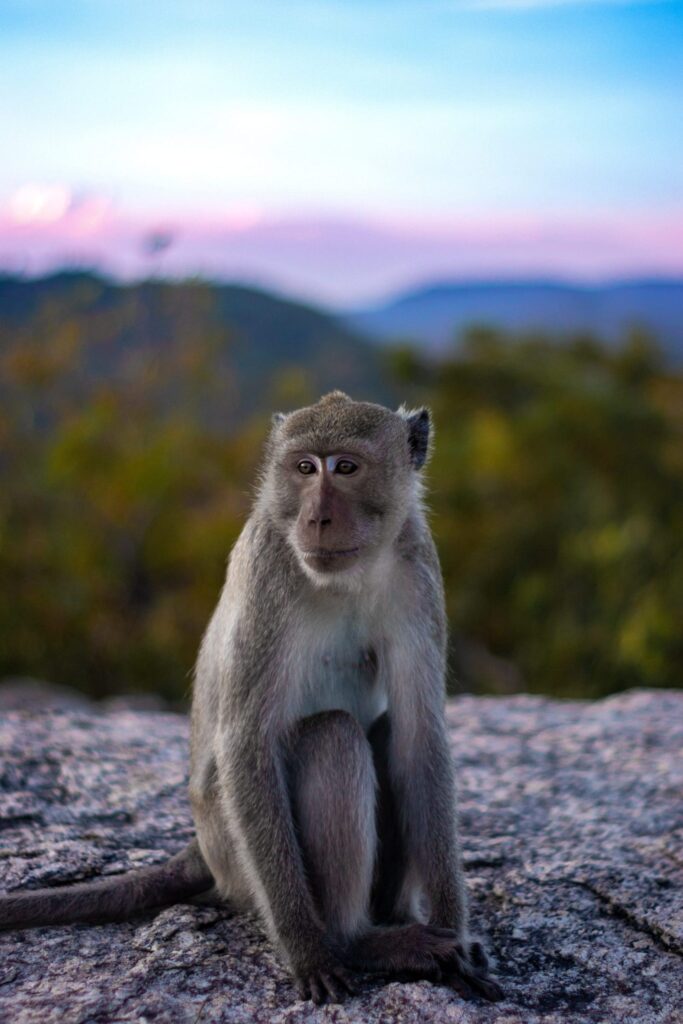 Monkeypox Treatment Options: What You Need to Know
