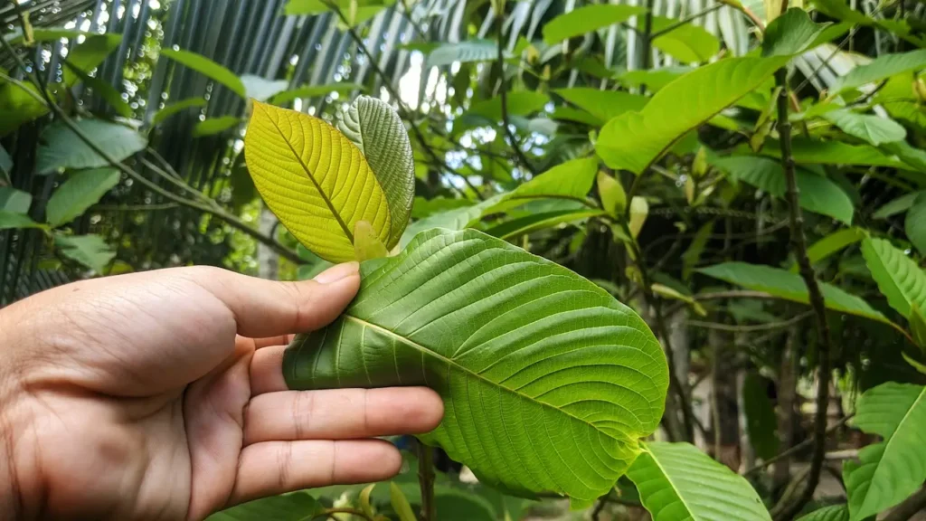 How long does kratom stay in your system
