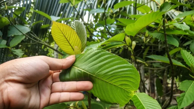 hand-holding-large-green-kratom-leaves-in-front-of-a-kratom-plant-illustrating-how-long-kratom-stays-in-your-system
