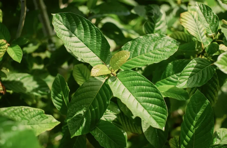 close-up-of-lush-green-kratom-plant-leaves-with-prominent-veins-showing-in-natural-sunlight